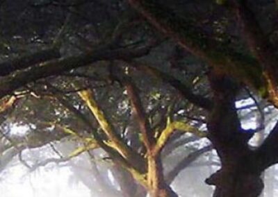 1. Oak trees and Spanish moss at the Destrehan Plantation