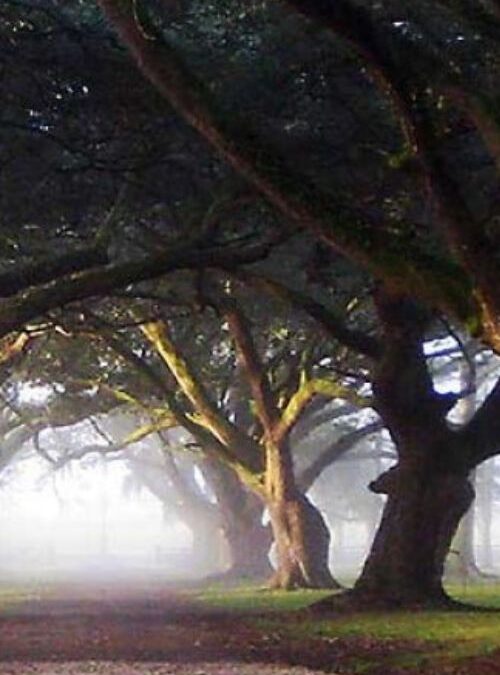 1. Oak trees and Spanish moss at the Destrehan Plantation