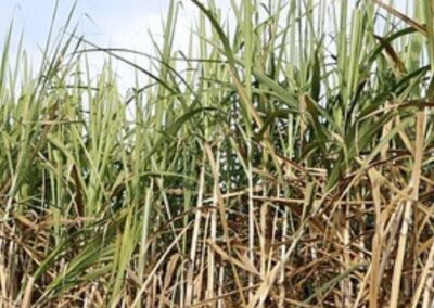 7. Indigo and sugar cane at the Destrehan Plantation