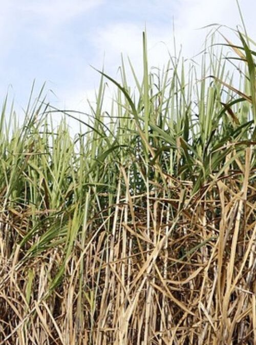 7. Indigo and sugar cane at the Destrehan Plantation